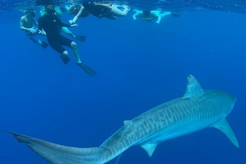 Swim with Sharks (cage-free) from Haleiwa, Oahu