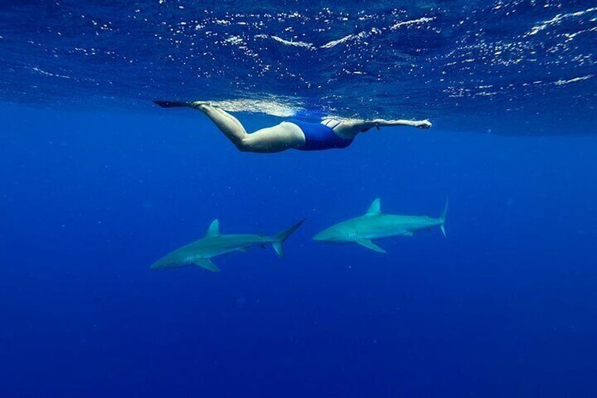 Swim with Sharks (cage-free) from Haleiwa, Oahu
