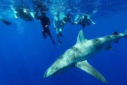 Swim with Sharks (cage-free) from Haleiwa, Oahu