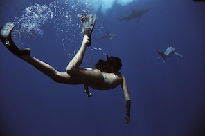 Swim with Sharks (cage-free)