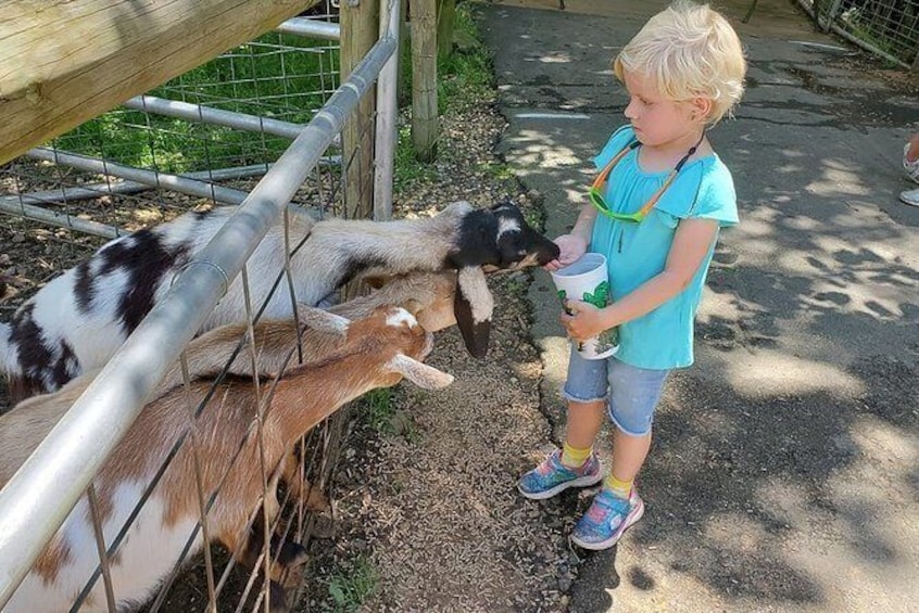 Show item 3 of 7. North Georgia Zoo Wildlife Combo