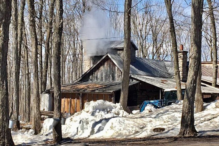 maple syrup starts here