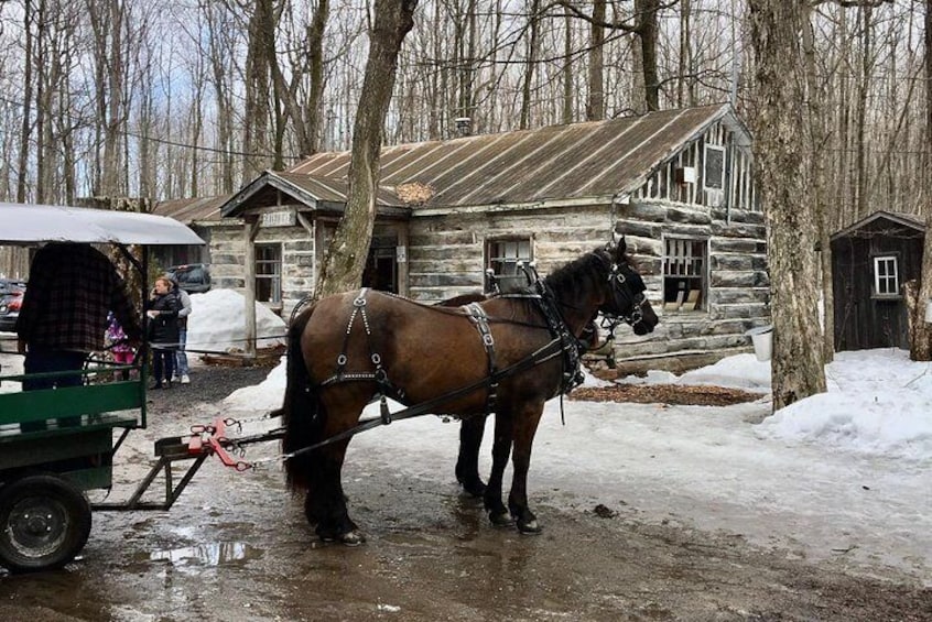 horse shuttle 