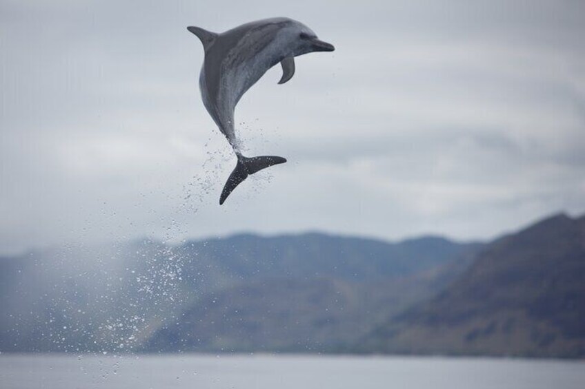 Waianae Coast Snorkel Cruise with Dolphin and Seasonal Whale Watching from Oahu