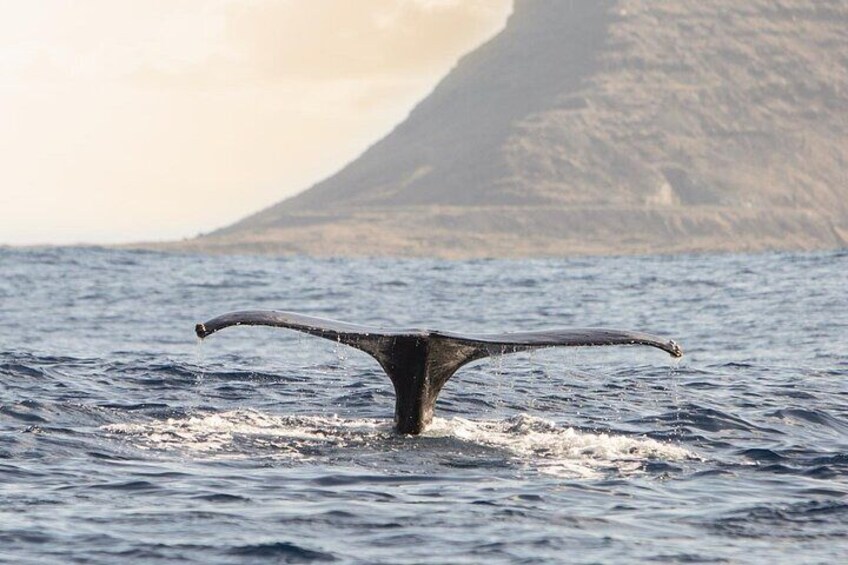 Waianae Coast Snorkel Cruise with Dolphin and Seasonal Whale Watching from Oahu