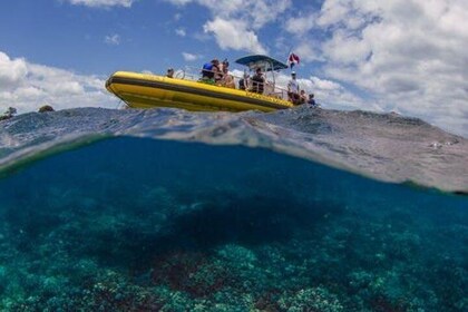 Waianae Coast Snorkel Cruise with Dolphin and Seasonal Whale Watching from ...
