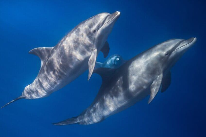 Bottlenose dolphins