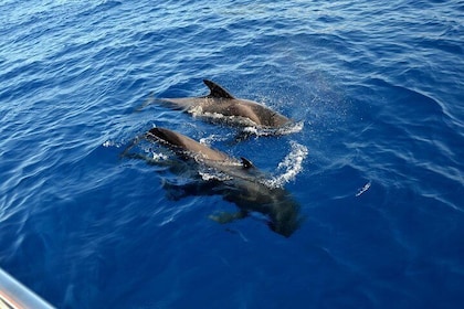 3-hour Whale and Dolphin Watching and Listening Tour