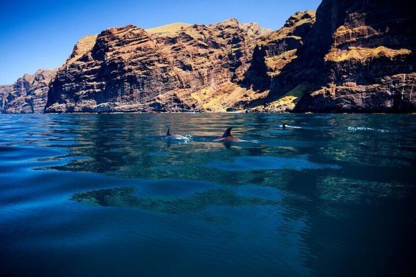 Dolphins in Los Gigantes Cliffs