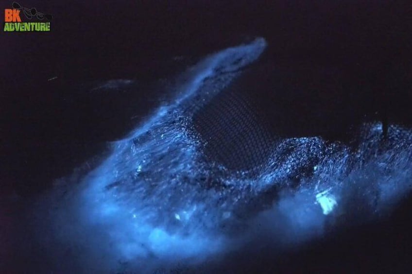 Florida Bioluminescence