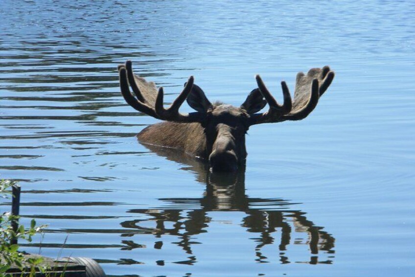 Moose 