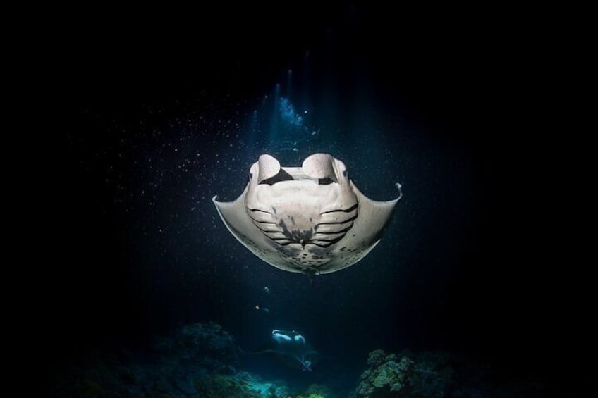 Manta Ray Night Snorkel Tour from Kona