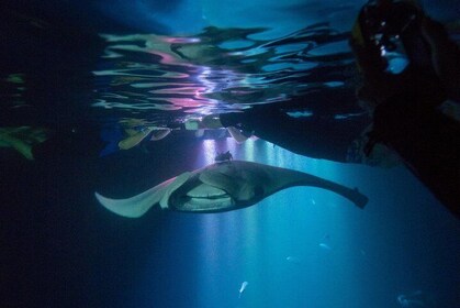 Manta Ray Night Snorkel Tour from Kona