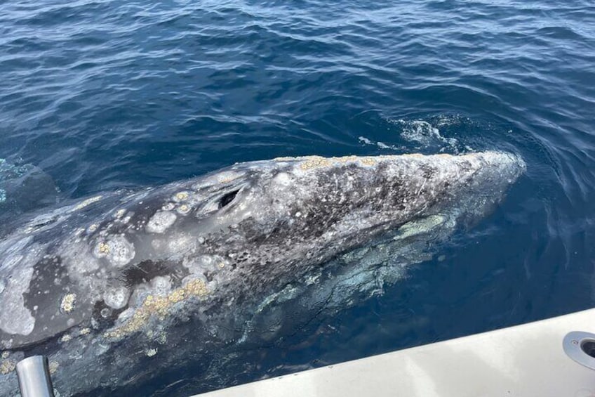 Super Friendly Gray Whales right next to the boat!