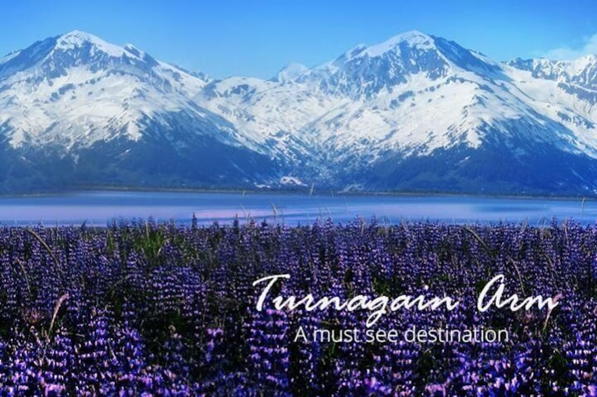 TURNAGAIN ARM IS A MUST SEE AREA!
