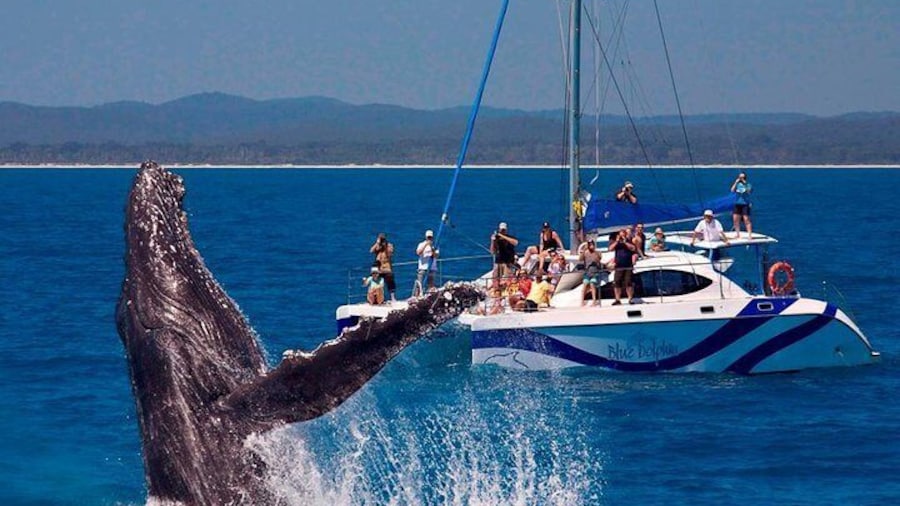 Exclusive Whale Watching