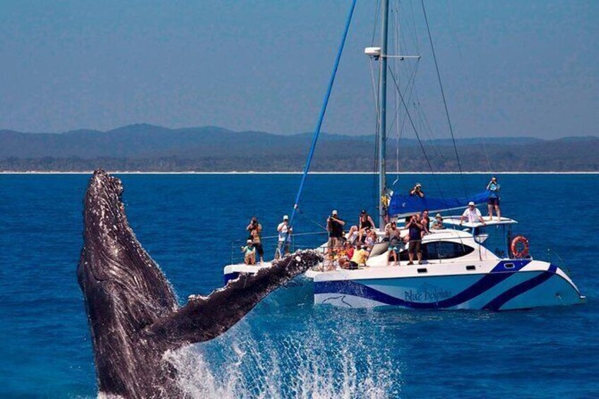 Blue Dolphin Small-Group Hervey Bay Whale Watching Cruise