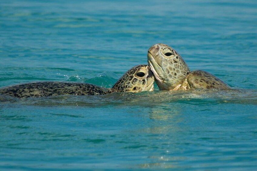 Turtle mating
