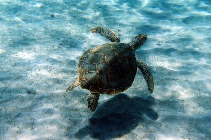 Baby Turtle