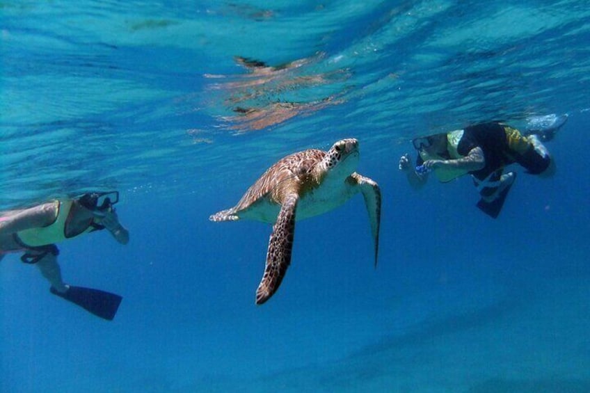 Green Sea Turtle and Swimmers
