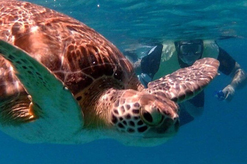 Green Sea Turtle