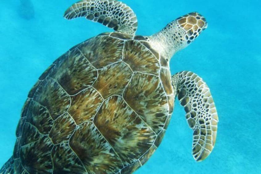 Green Sea Turtle