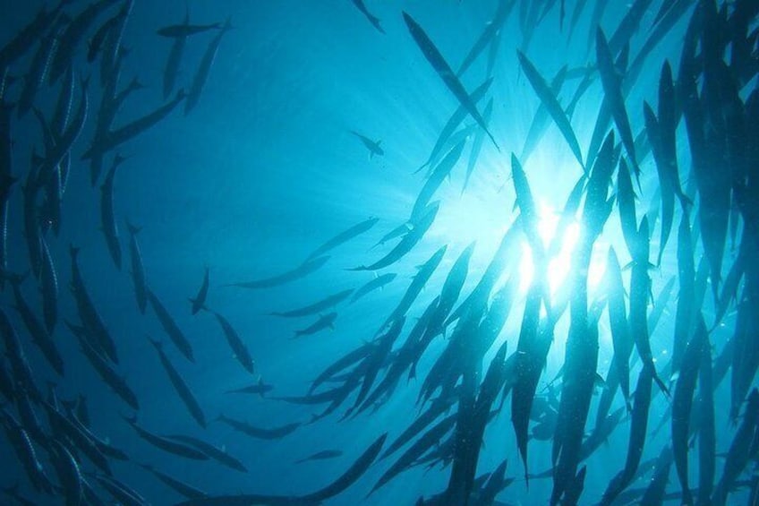 Underwater at Night