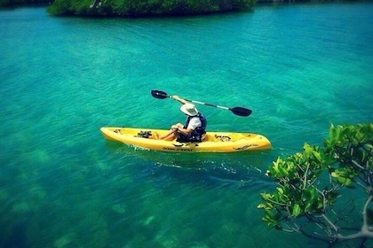 On Your Own: Kayak in the Mangrove Lagoon