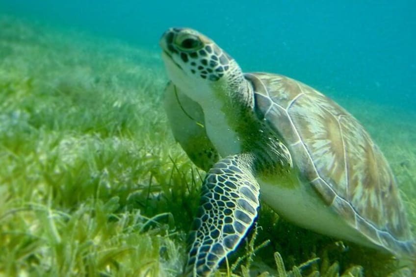 Swim w/Turtles at St. John, Pizza Pi & Sunset Sail