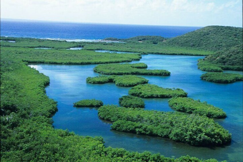 St Thomas Mangrove Lagoon Kayak and Snorkel Tour in the US Virgin Islands