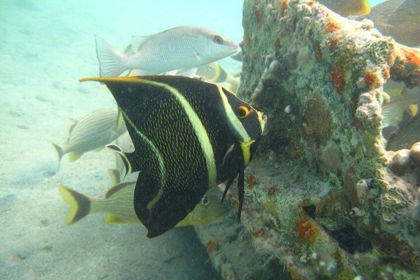 St Thomas Mangrove Lagoon Kayak and Snorkel Tour