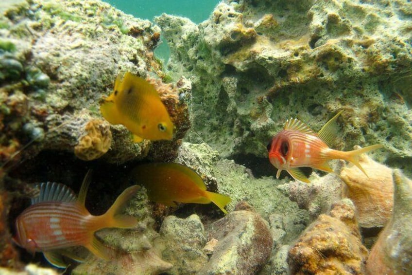 St Thomas Mangrove Lagoon Kayak and Snorkel Tour