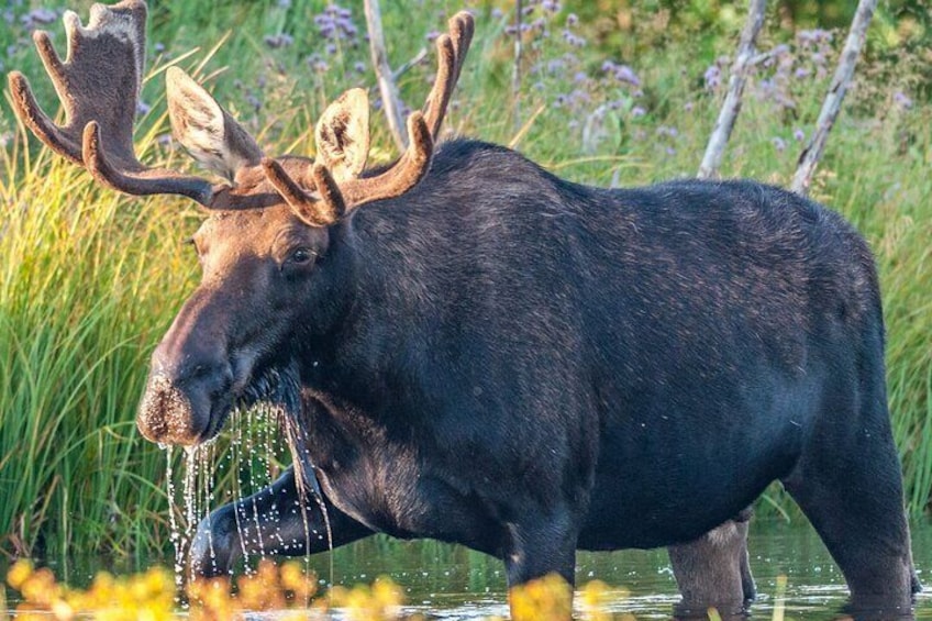 Grand Teton National Park Tour from Jackson Hole