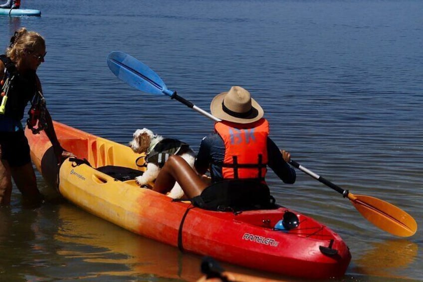 Dolphin & Manatee Kayaking Tour in Orlando Area