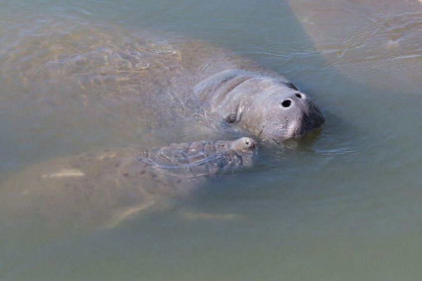 Manatees