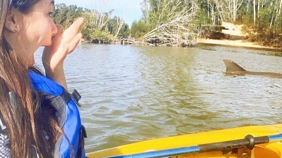 Dolphin & Manatee Kayaking Tour in Orlando Area