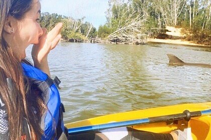 Encuentro con manatíes en kayak a lo largo de Florida por el río indio.