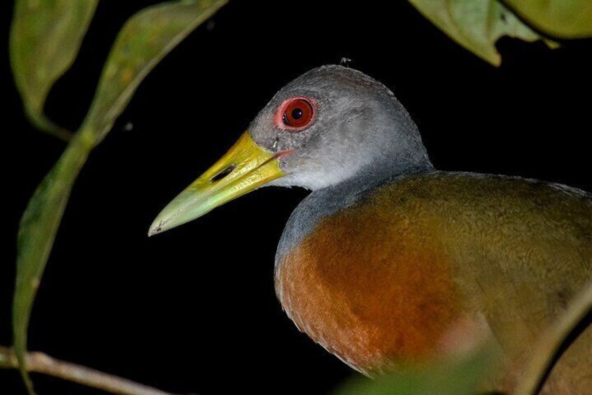 Night Mangrove Boat Tour
