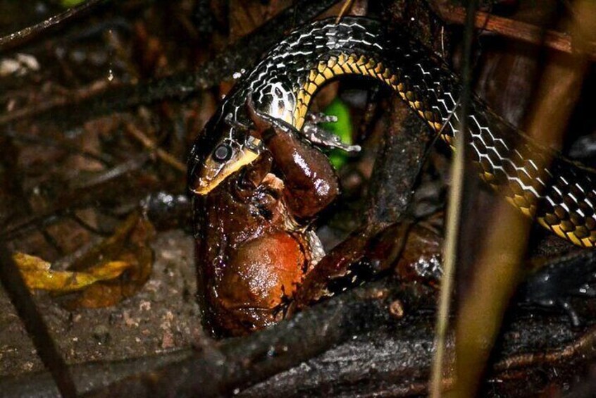 Night Mangrove Boat Tour 