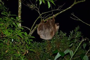 Ficus Trails Night Walk