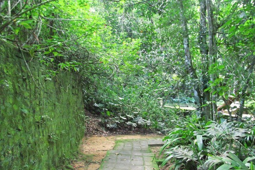 Tijuca Forest