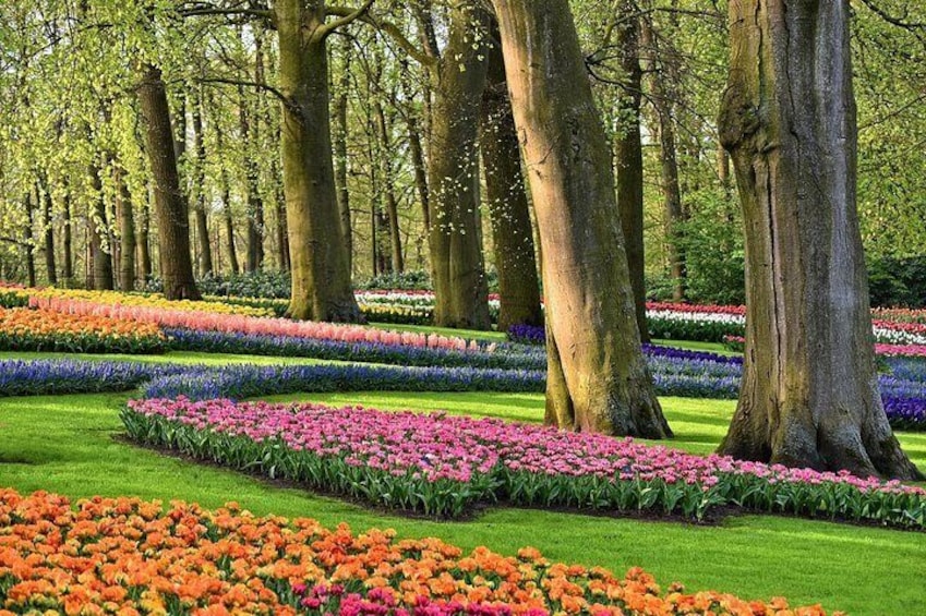 Tour to Giethoorn and Keukenhof Tulip fields from Amsterdam