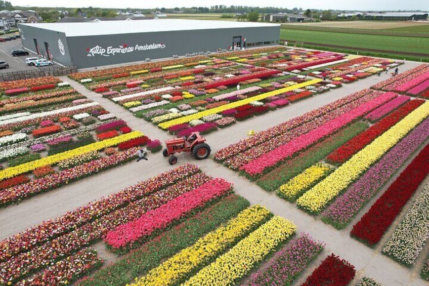 Tour to Giethoorn and Keukenhof Tulip fields from Amsterdam