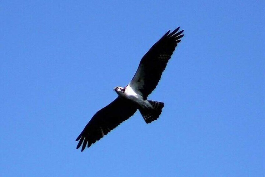 Hawk flying overhead