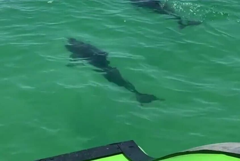 Large Jet Ski Boat Ride and Dolphin Watch in Destin