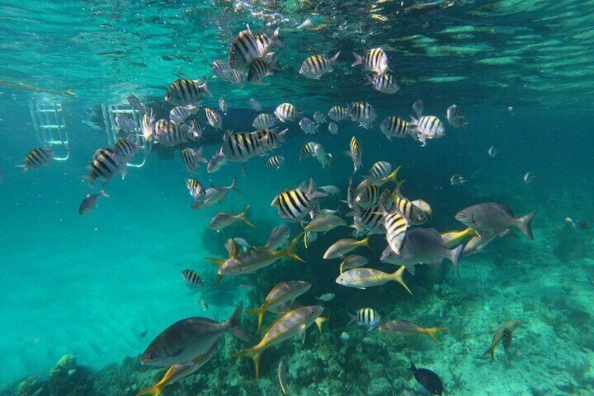 Private Speed Boat for Snorkeling or Fishing in Nassau - 34ft