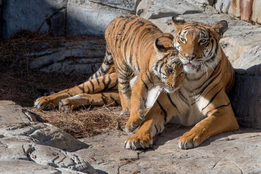 ZooTampa at Lowry Park Admission