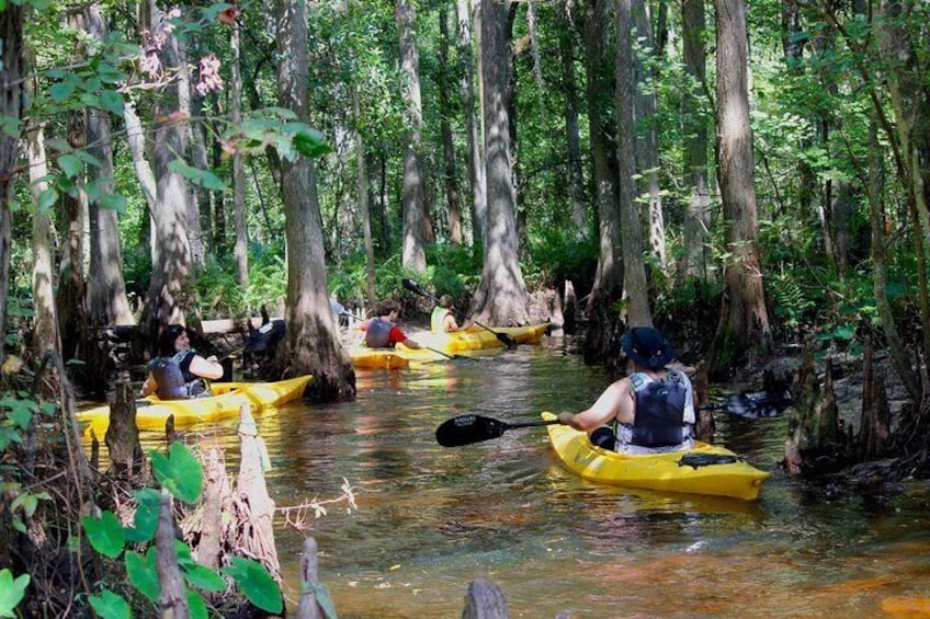 Guided Kayak Eco-Tours and Rentals for the entire family!