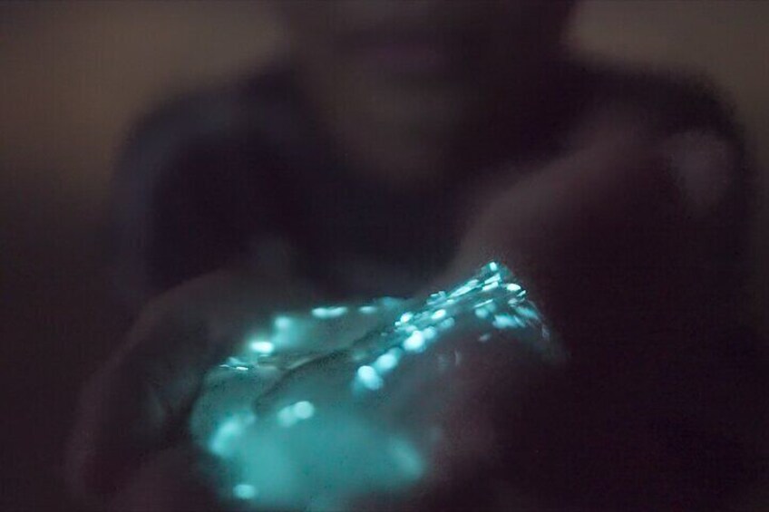 Bioluminescence Kayak Tour