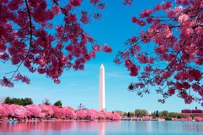 DC Monuments med River Cruise, kirsebærblomster, inngangsbilletter